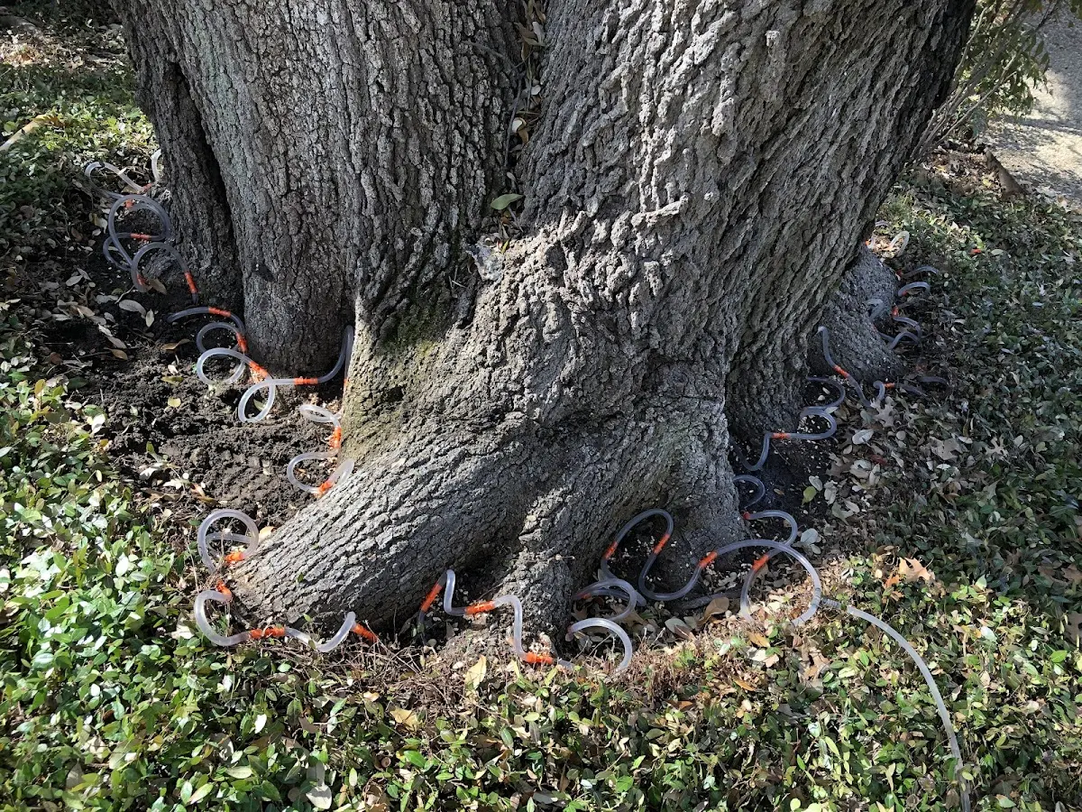Detailed Tree Cabling and Bracing job site in New Galilee