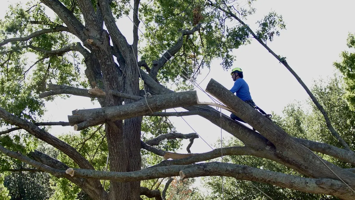 Professional Hazardous Tree Removal performed by certified arborists in New Galilee