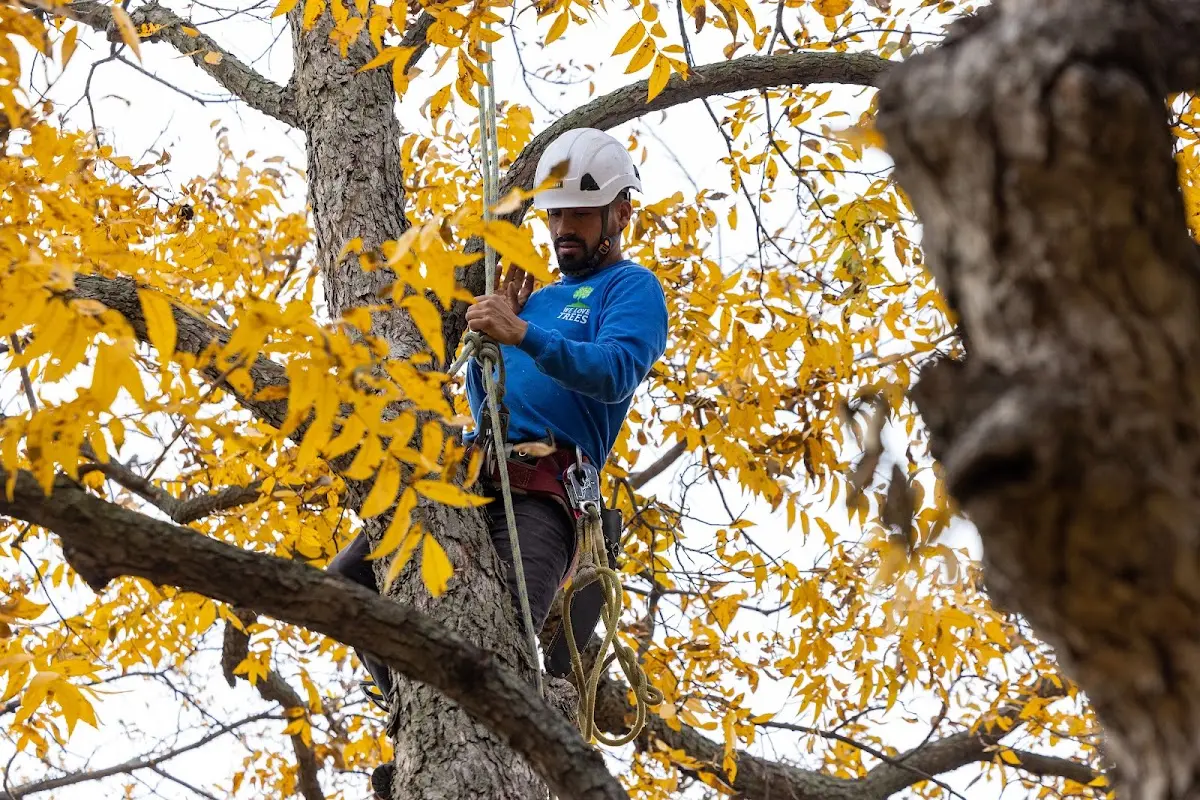Skilled Storm Damage Cleanup crew working in New Galilee
